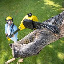 Professional Tree Care in Greeneville, TN