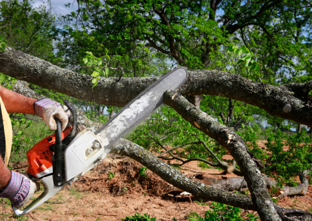 How Our Tree Care Process Works  in  Greeneville, TN
